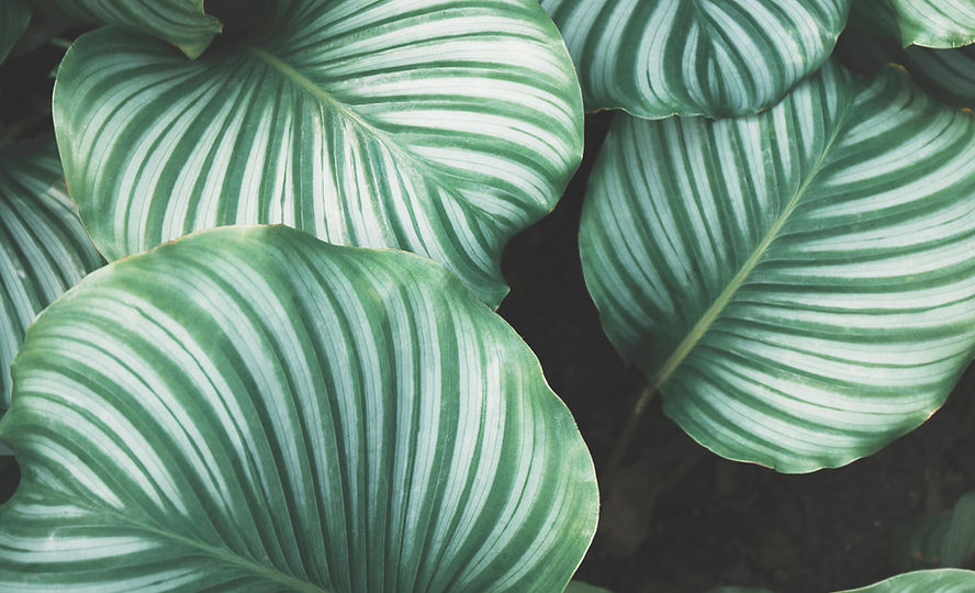 Green Leaves